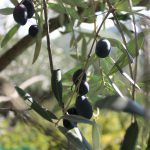 IMG_2317_raccoltaolive